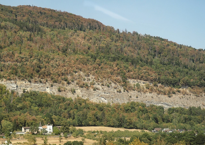 When the Forest Runs Out of Water