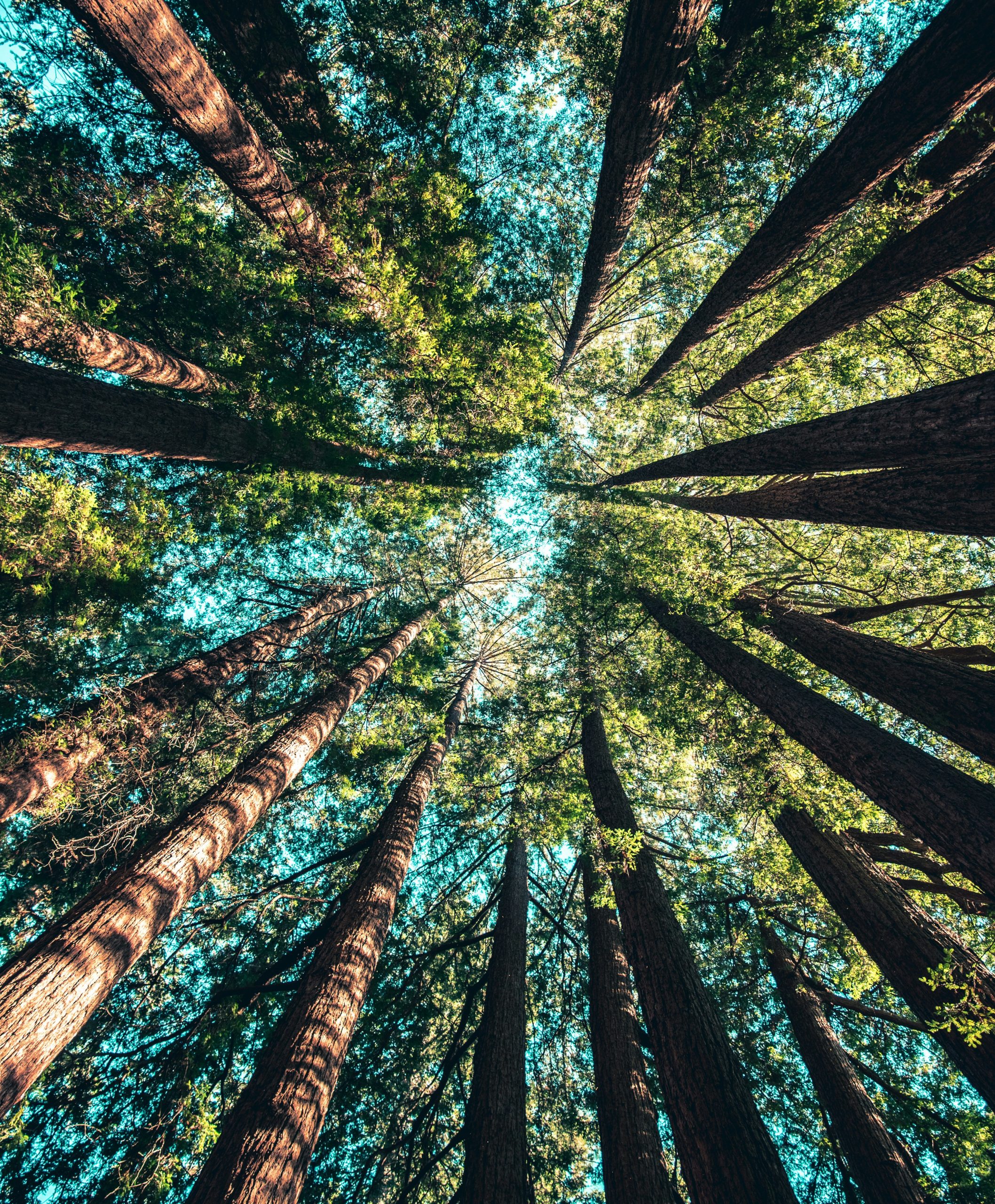 European forest canopy